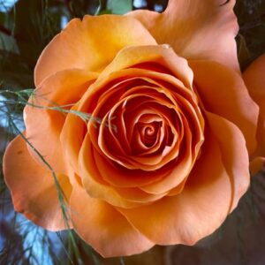 Color Vibrance: Module 1 - Class
